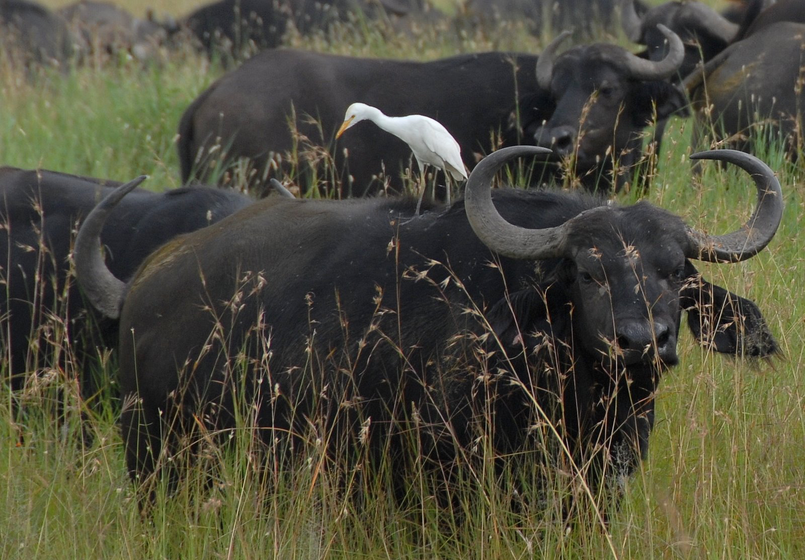 Serengati Kilimanjaro